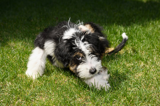 Three month old Bernedoodle puppy with hair loss and itchy skin scratching herself on a Spring lawn