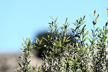 foto de ramas de olivo con el fondo del cielo azul
