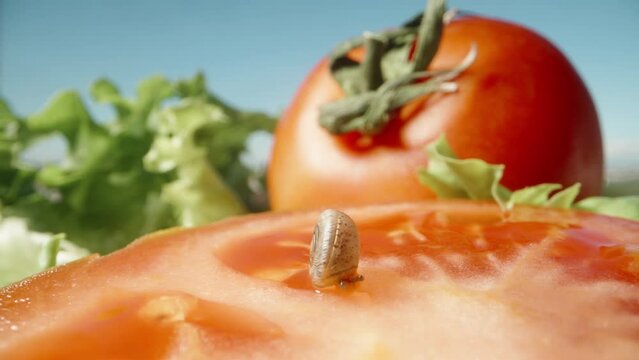 A small snail inside the shell sits and eats a tomato.