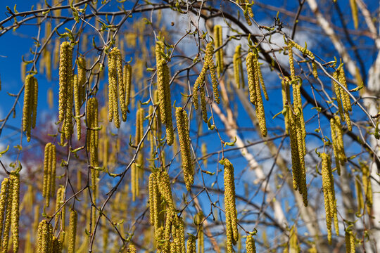 Male Catkins hanging from a Paper Birch tree with white bark in Spring with immature upright female catkins