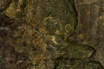 Lichen on rock wet stone wall texture