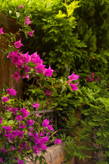 Beautiful magenta flowers of Bougainvillea spectabilis. Close-up view of Bougainvillea tree in bloom