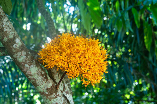 Yellow saraca indica or asoca tree flower blossoms on a natural background in a botanic garden