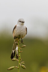 Scissor-tailed Flycatcher. Tyrannus forticatuus