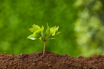 Green seedling growing in garden