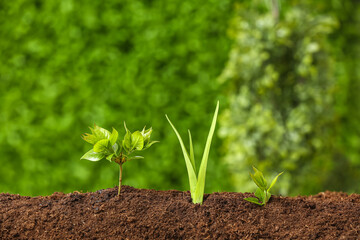 Green seedlings growing in garden