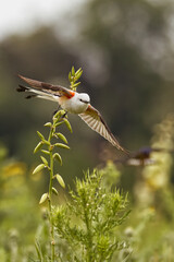 Scissor-tailed Flycatcher. Tyrannus forticatuus