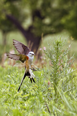 Scissor-tailed Flycatcher. Tyrannus forticatuus