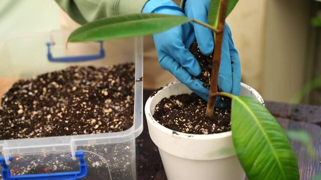 Gardener woman transplants fikus home garden plants into new pots for more favorable growth, home gardener takes care of indoor plants by changing the soil for plants