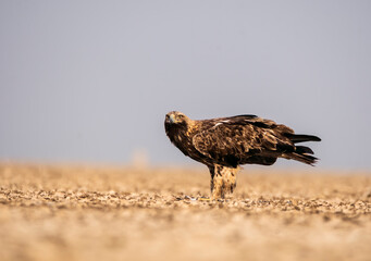 An Imperial Eagle finishing off an egret kill on the ground inside Wildass Sanctuary in an area known as Lesser rann of kutch during visit to the sanctuary
