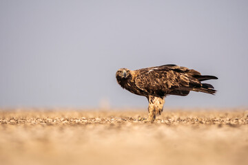 An Imperial Eagle finishing off an egret kill on the ground inside Wildass Sanctuary in an area known as Lesser rann of kutch during visit to the sanctuary