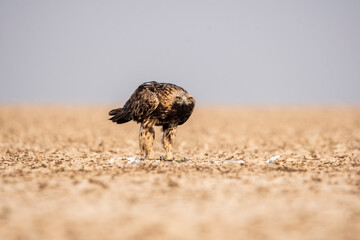 An Imperial Eagle finishing off an egret kill on the ground inside Wildass Sanctuary in an area known as Lesser rann of kutch during visit to the sanctuary