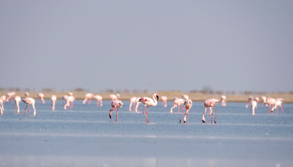 A group of lesser flamingos feeding on plankton on salty waters of low tides inside Wild ass...