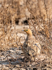 A chestnut bellied sandgrouse feeding on the ground inside Wild ass Sanctuary in Gujarat during a visit to the sanctuary in Winter