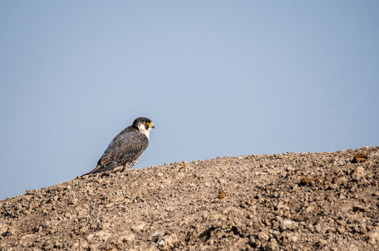 A peregrine falcon perched on a small stone inside Wildass sanctuary in little rann of kutch in Gujarat during a safari inside the sanctuary
