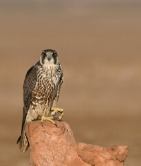 A peregrine falcon perched on a small stone inside Wildass sanctuary in little rann of kutch in Gujarat during a safari inside the sanctuary