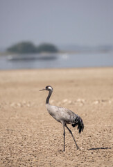 A common crane walking at the edge of a water body inside Wild Ass Sanctuary in Gujarat during a visit to the park in winter