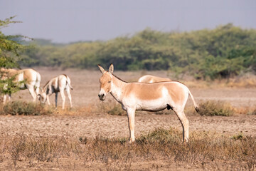 Naklejka na ściany i meble A group of wild ass grazing in the deserts of lesser rann of kutch inside Wild Ass Sanctuary during a safari inside the park