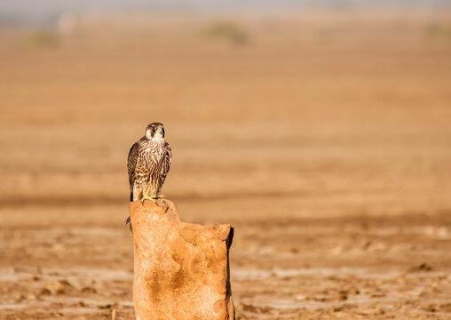 A peregrine falcon perched on a small stone inside Wildass sanctuary in little rann of kutch in Gujarat during a safari inside the sanctuary