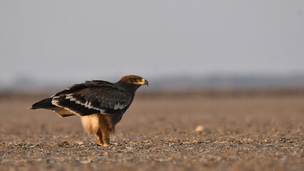 A steppe eagle roosting on the ground during evening hours in the salt pits of rann of kutch