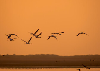 A group of Flamingos and pelicans flying against a beautiful colourful sky against setting sun...