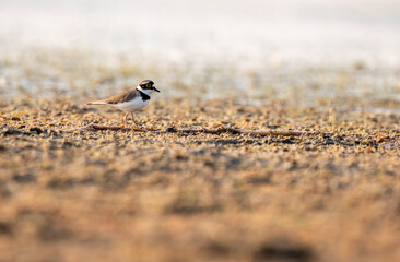 A little ring plover wading near a water body inside Wild ass sanctuary in Gujarat