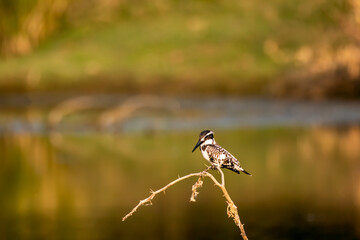 A pied kingfisher perched on a small twig very close to a water body and looking for fish in the water in Lesser rann of kutch