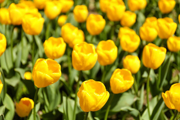 Beautiful yellow tulips on spring day, closeup