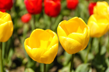 Beautiful yellow tulips on spring day, closeup