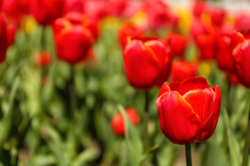 Obraz premium Beautiful red tulip on spring day, closeup