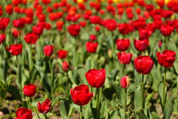 Fototapeta na wymiar Beautiful red tulips on spring day, closeup