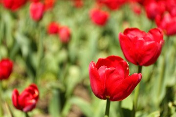 Beautiful red tulips on spring day, closeup