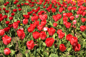 Beautiful red tulips on spring day, closeup