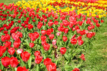 Fototapeta premium Beautiful red tulips on spring day, closeup