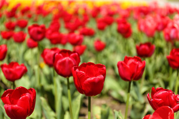 Beautiful red tulips on spring day, closeup