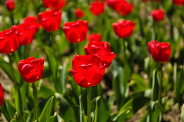 Fototapeta na wymiar Beautiful red tulips on spring day, closeup