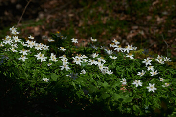 Zawilce białe i żółte, barwinek, kaczeńce, sasanka, szczawik zajęczy, kwiatki białe, niebieskie, fioletowe. Wiosna, wszystko kwitnie.