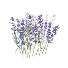 Lavender in a field isolated on a white background Watercolor illustration of Provencal flowers. French style. Botanical image of flowers. Suitable for postcards, business cards, design, print