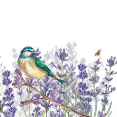 A bluebird is sitting on a branch against a background of lavender flowers. Watercolor illustration in the Provencal style. Botanical illustration of Provencal plants. Suitable for postcards, design