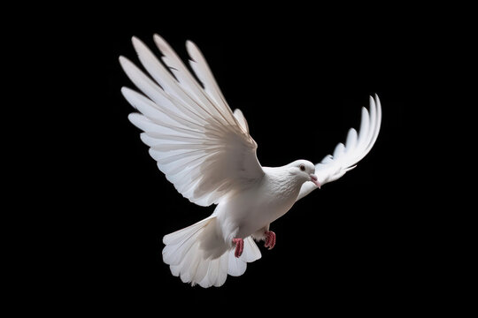 white dove isolated on black