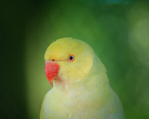 Yellow lovebird (Agapornis)