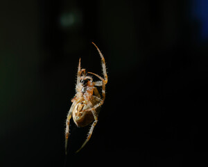 European garden spider (Araneus diadematus)