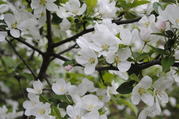 Close up macro shot of isolated white flower blossoms on a cherry tree