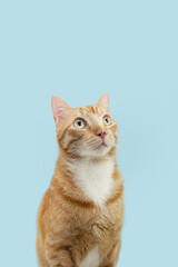 Profile cute ginger orange cat looking up. Isolated on blue pastel background