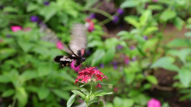 Papilio memnon butterfly sucking nectar from flowers, New England, USA
