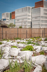 Verdissement des villes par plantations