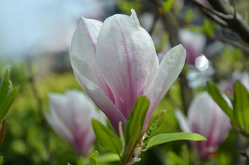 Fototapeta premium Pink and white blooming flower of magnolia soulangeana 'Alexandrina' .Closeup photo .Gardening concept. Free copy space