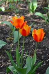 Fotobehang Red and yellow striped variegated tulips  'Prinses Irene' bloom  on the spring flower bed in the garden. Gardening concept.  © Mariana