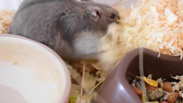 Lagurus lagurus (Grey Steppe Lemming) 