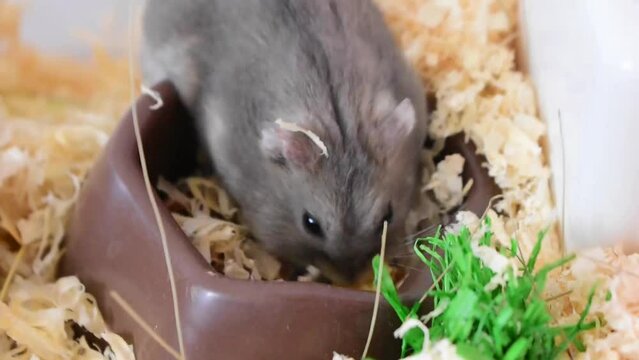 Lagurus lagurus (Grey Steppe Lemming) 